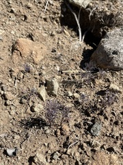 Sibara filifolia
