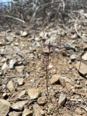 Muhlenbergia microsperma