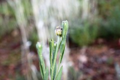 Pimelea simplex
