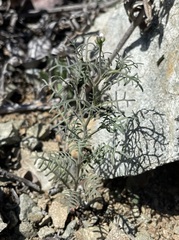 Sibara filifolia