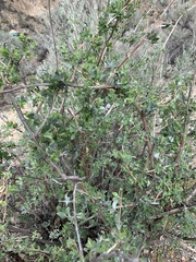 Lonicera interrupta