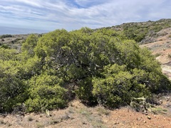Quercus pacifica