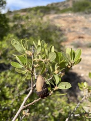 Quercus pacifica