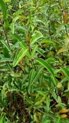 Correa baeuerlenii