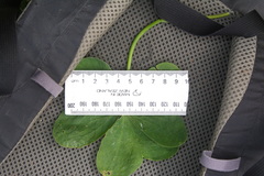Oxalis latifolia