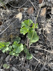 Dichondra occidentalis