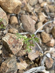 Apiastrum angustifolium