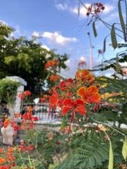 Caesalpinia pulcherrima