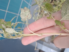 Amaranthus blitum oleraceus