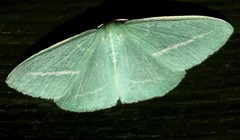 Chlorocoma stereota
