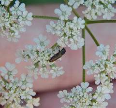Agrilaxia flavimana