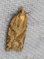 Clepsis therina
