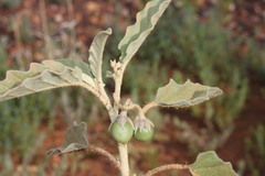 Solanum emmottii
