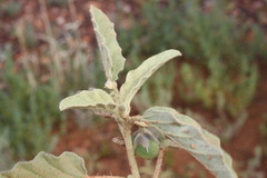 Solanum emmottii