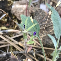 Githopsis specularioides