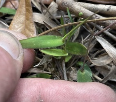 Dichanthelium patulum