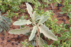 Solanum emmottii
