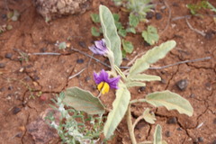 Solanum emmottii