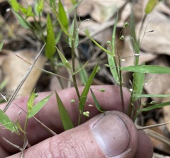 Dichanthelium patulum