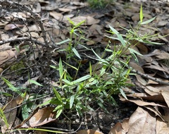 Dichanthelium patulum