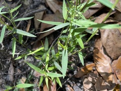 Dichanthelium patulum