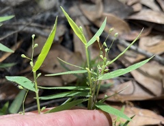 Dichanthelium patulum