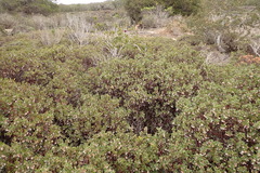 Arctostaphylos pumila