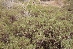 Arctostaphylos pumila