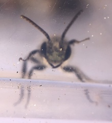 Parandrena