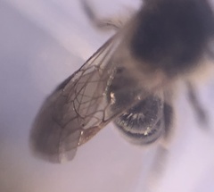 Parandrena