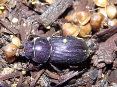 Dorcus parallelus