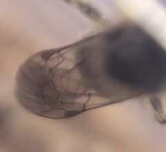 Parandrena