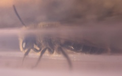 Parandrena