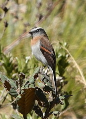 Ochthoeca rufipectoralis