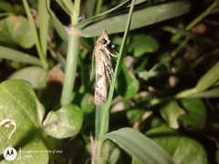 Lepidoptera