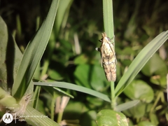 Lepidoptera