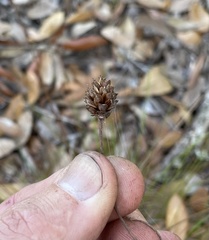 Xyris stenotera
