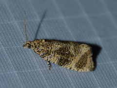 Olethreutes astrologana