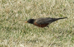 Turdus migratorius