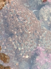 Polycyathus chaishanensis