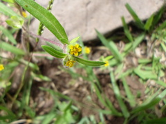 Melampodium sericeum