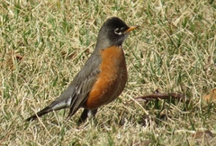 Turdus migratorius