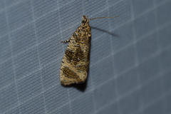 Olethreutes astrologana