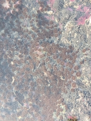 Polycyathus chaishanensis