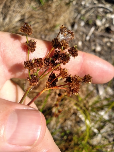 Juncus planifolius