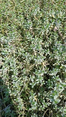 Rotala rotundifolia