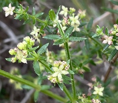 Galium porrigens porrigens