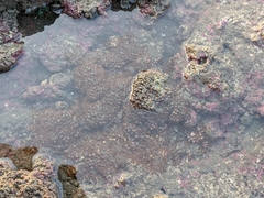 Polycyathus chaishanensis