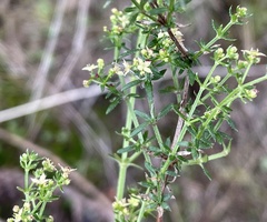 Galium porrigens porrigens