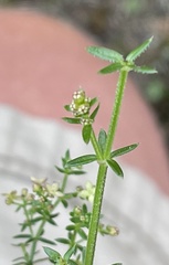 Galium porrigens porrigens